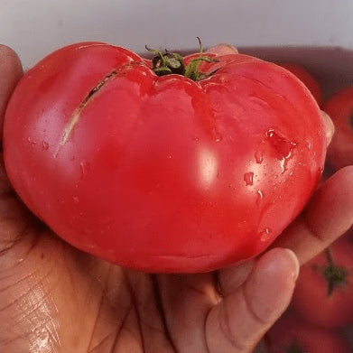 Tomate 'Pink Brandywine' bio
