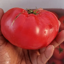 Organic 'Pink Brandywine' Tomato