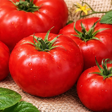 Tomate 'Brandywine Red' bio