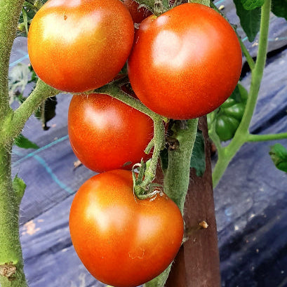 Organic 'Bundaberg Rumball' tomato