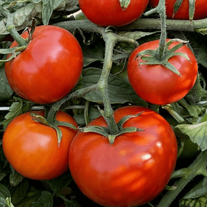 Organic 'Burbank' Tomato