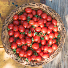 Organic 'Cache Valley Currant' Tomato