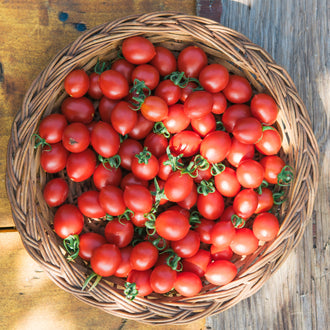 Organic 'Cache Valley Currant' Tomato Seeds by Gaia, product image prepared for Canadian gardeners.