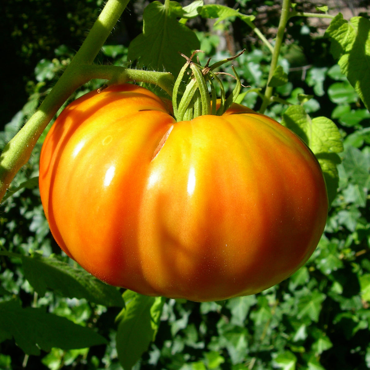 Tomate 'Caitydid Dwarf' bio