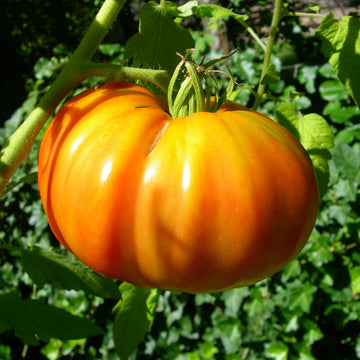 Organic 'Caitydid Dwarf' Tomato