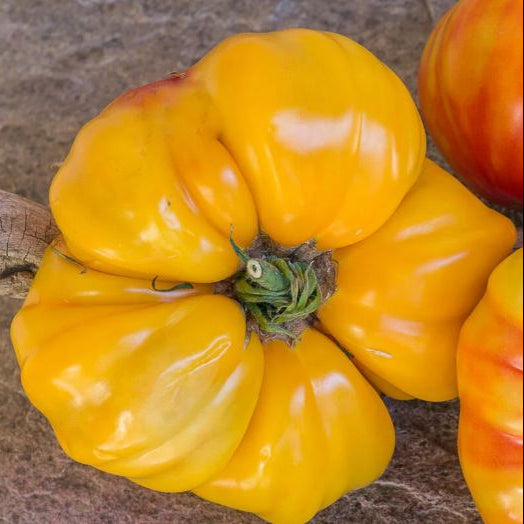Organic 'Candy Stripe' Tomato
