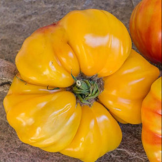 Organic 'Candy Stripe' Tomato Seeds by Gaia, product image prepared for Canadian gardeners.