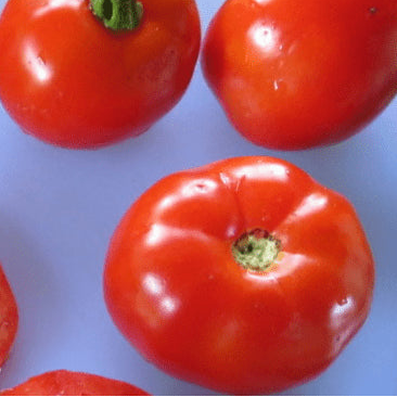 Organic 'Carleton' Tomato