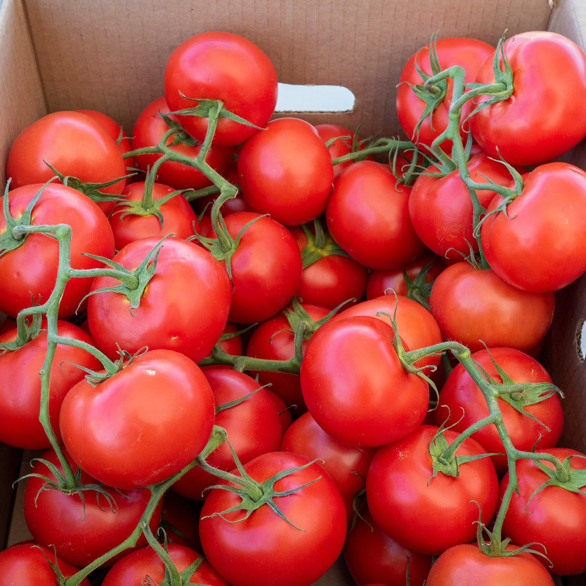 Organic 'Carmello' Tomato