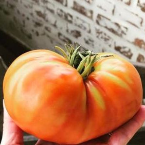 Organic 'Caspian Pink' Tomato