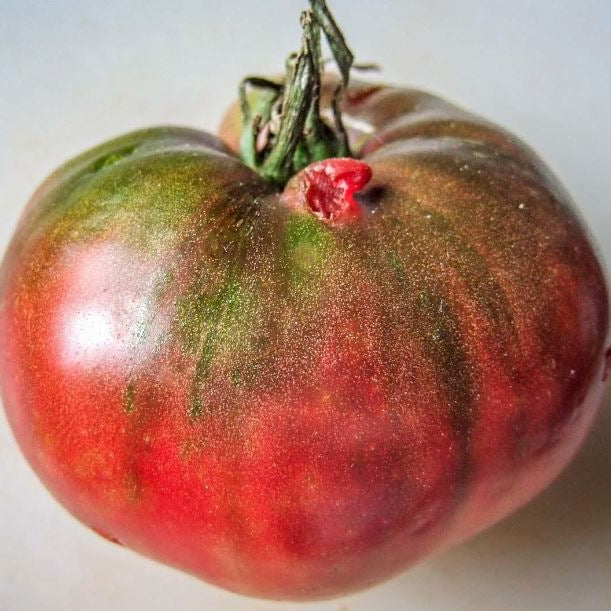Tomate 'Charbonnière' bio