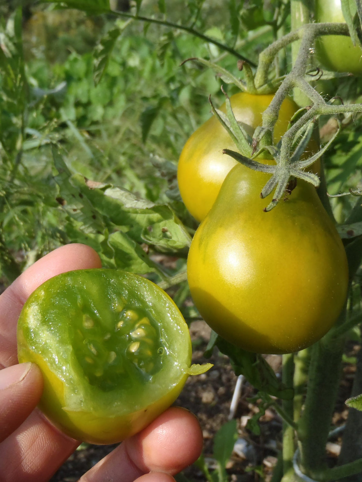 'Cherokee Green Pear' Tomato