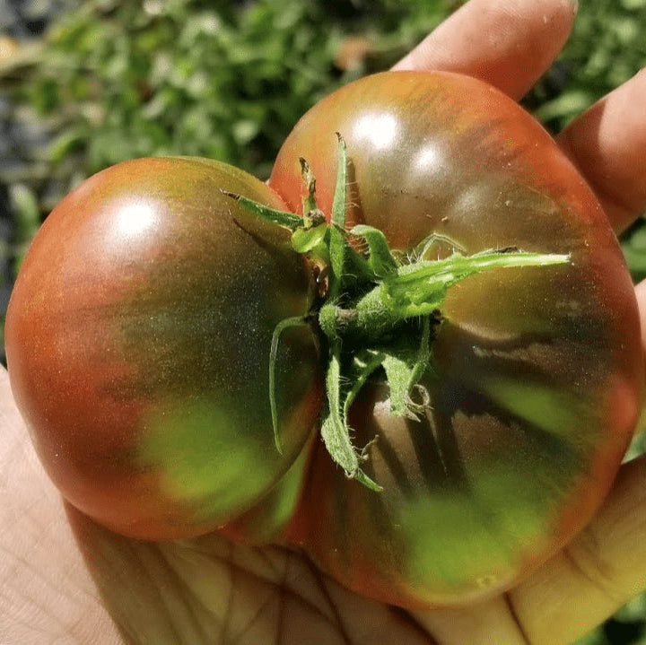 Organic 'Cherokee Purple' Tomato