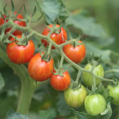 Organic 'Cherry Ember' Tomato