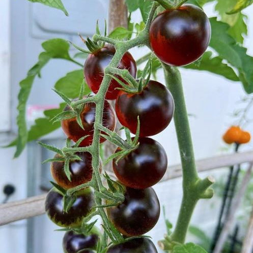 Tomate 'Chocolate Cherry' bio