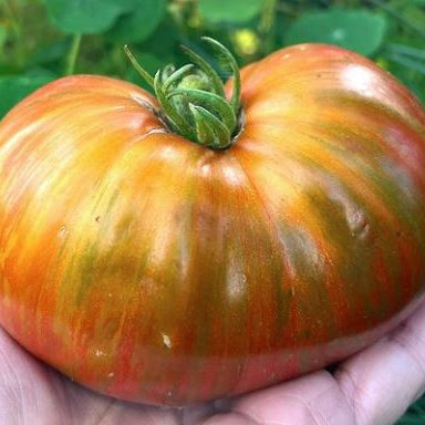 Organic 'Chocolate Lightning' tomato