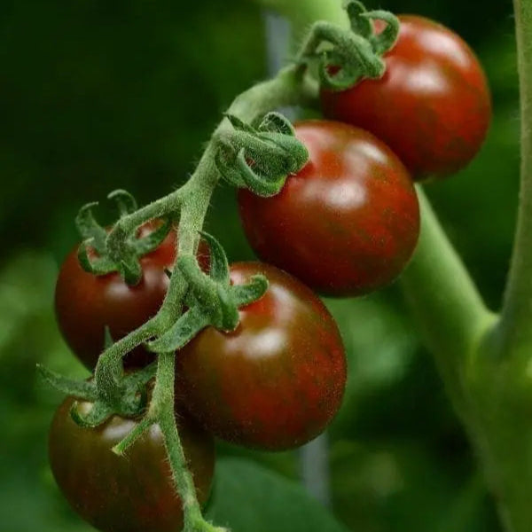 Cherry tomato 'Chocolate Sprinkles' F1