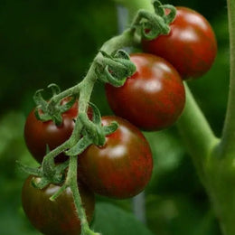 Tomate cerise 'Chocolate Sprinkles' F1