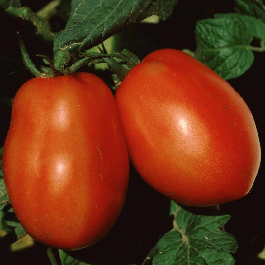 Tomate 'Cipolla's Pride' bio