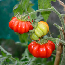 Image officielle de Tomate 'Costoluto Fiorentino' associée au petit sachet de semences Cutleaf.