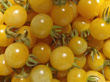 'Coyote' Yellow Cherry Tomato