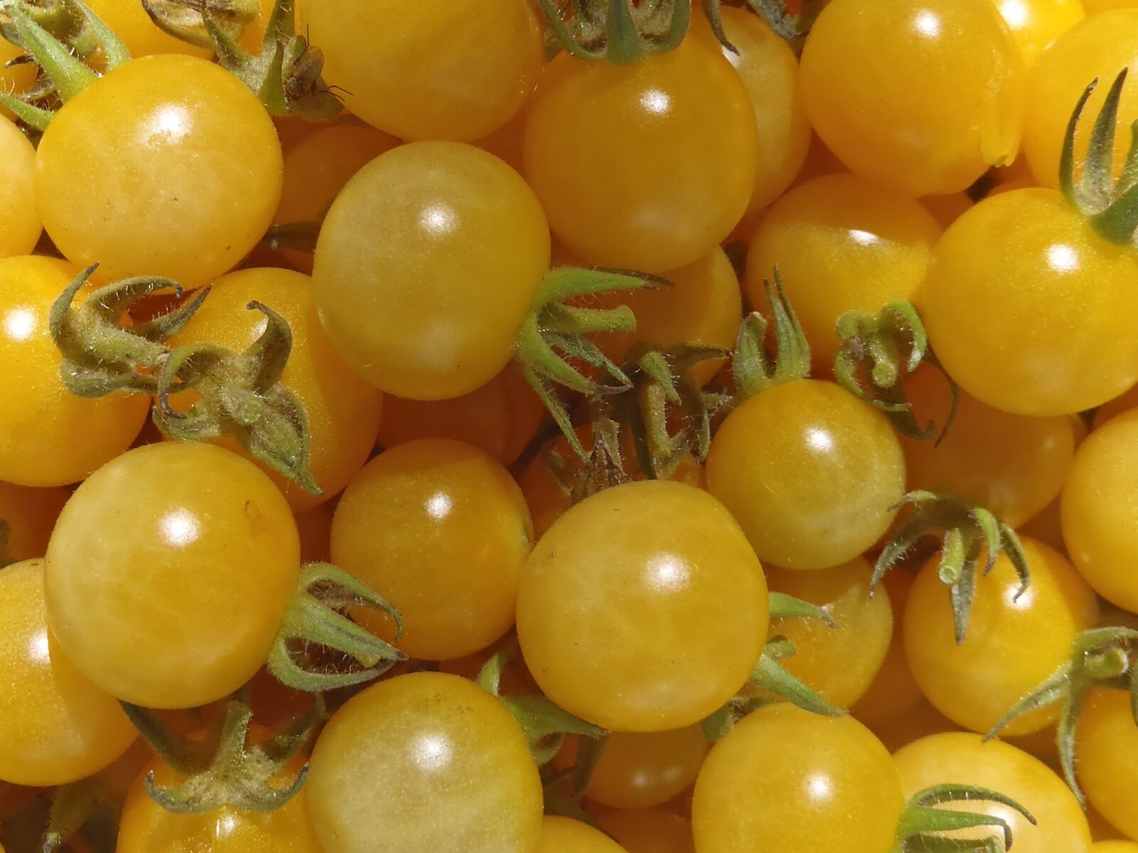 'Coyote' Yellow Cherry Tomato
