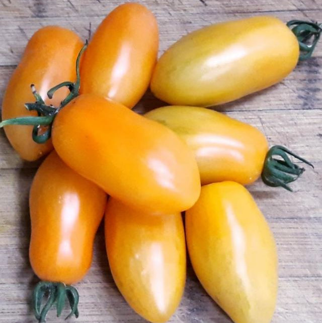 Tomate 'Creamsicle Grape' bio
