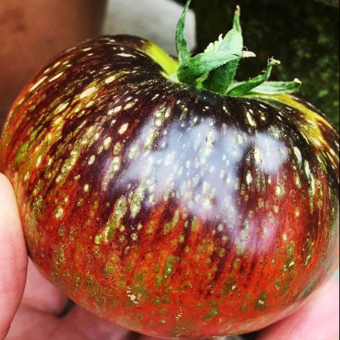 Tomate 'Dark Galaxy' bio