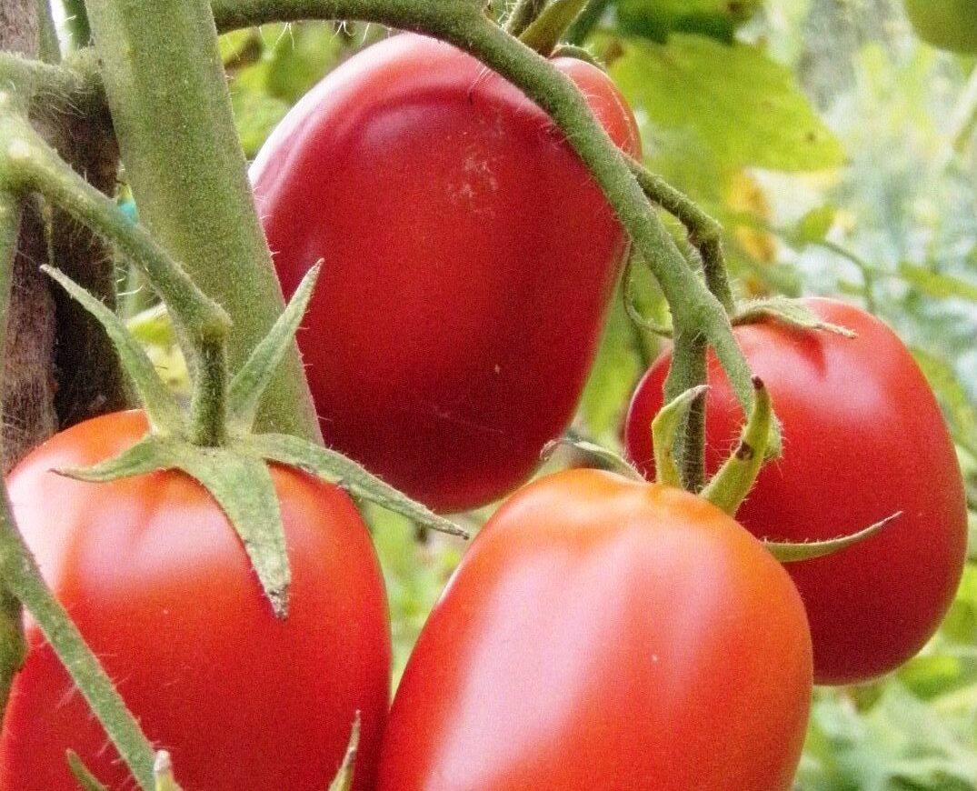 'Debarao' Tomato