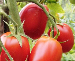 Tomate 'Debarao'