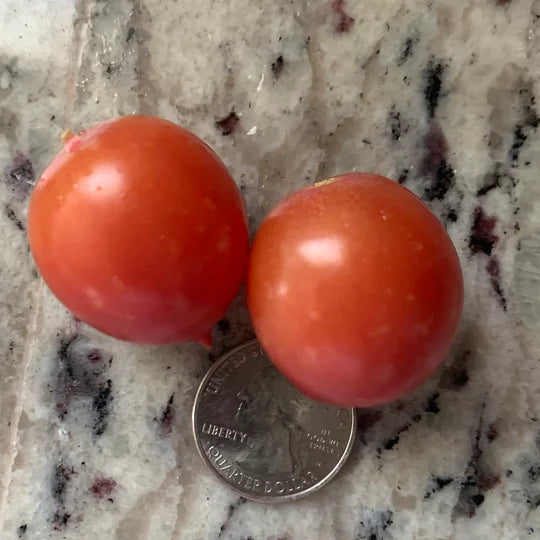 Organic 'Ditmarsher' Tomato
