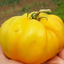 Organic 'Dixie Golden Giant' tomato