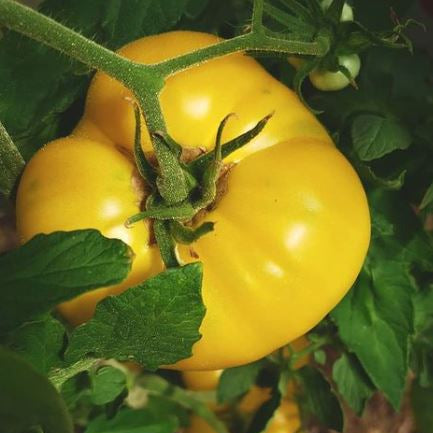 Tomate 'Dixie Golden Giant' bio