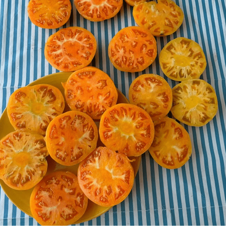 Tomate 'Dr. Wyche's Yellow' bio