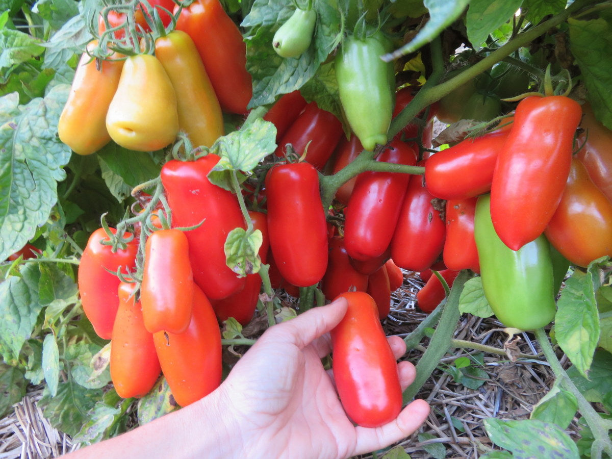 'Drova' Tomato