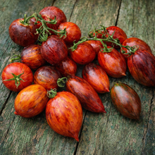 Dwarf Shadow Boxing tomato (<em>Solanum lycopersicum</em> ‘Dwarf Shadow Boxing’)