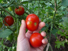 Tomate 'Edouard'