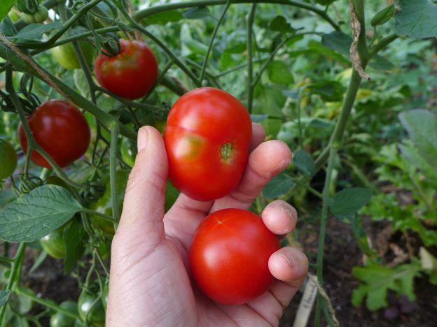Tomate 'Edouard'