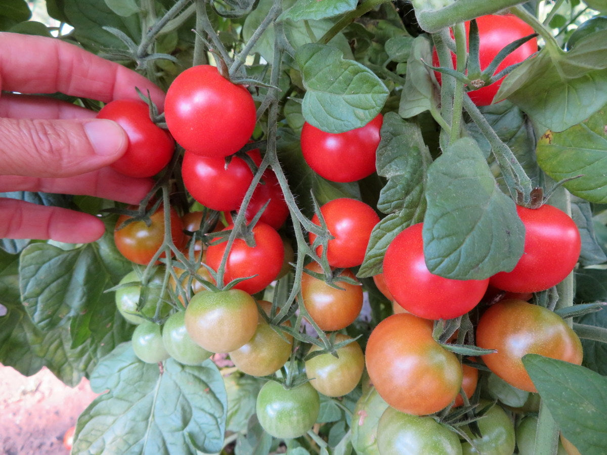 'Erntegluck' Tomato
