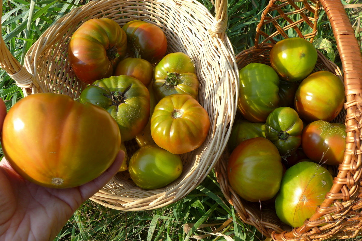 'Everett's Rusty' Tomato