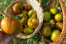'Everett's Rusty' Tomato