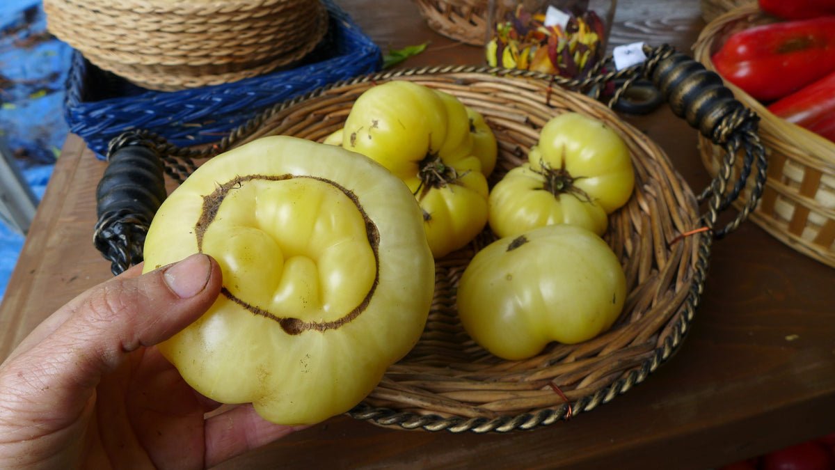 'Ghost of Laos' Tomato
