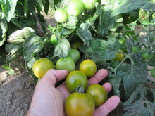 'Fat Frog' Tomato