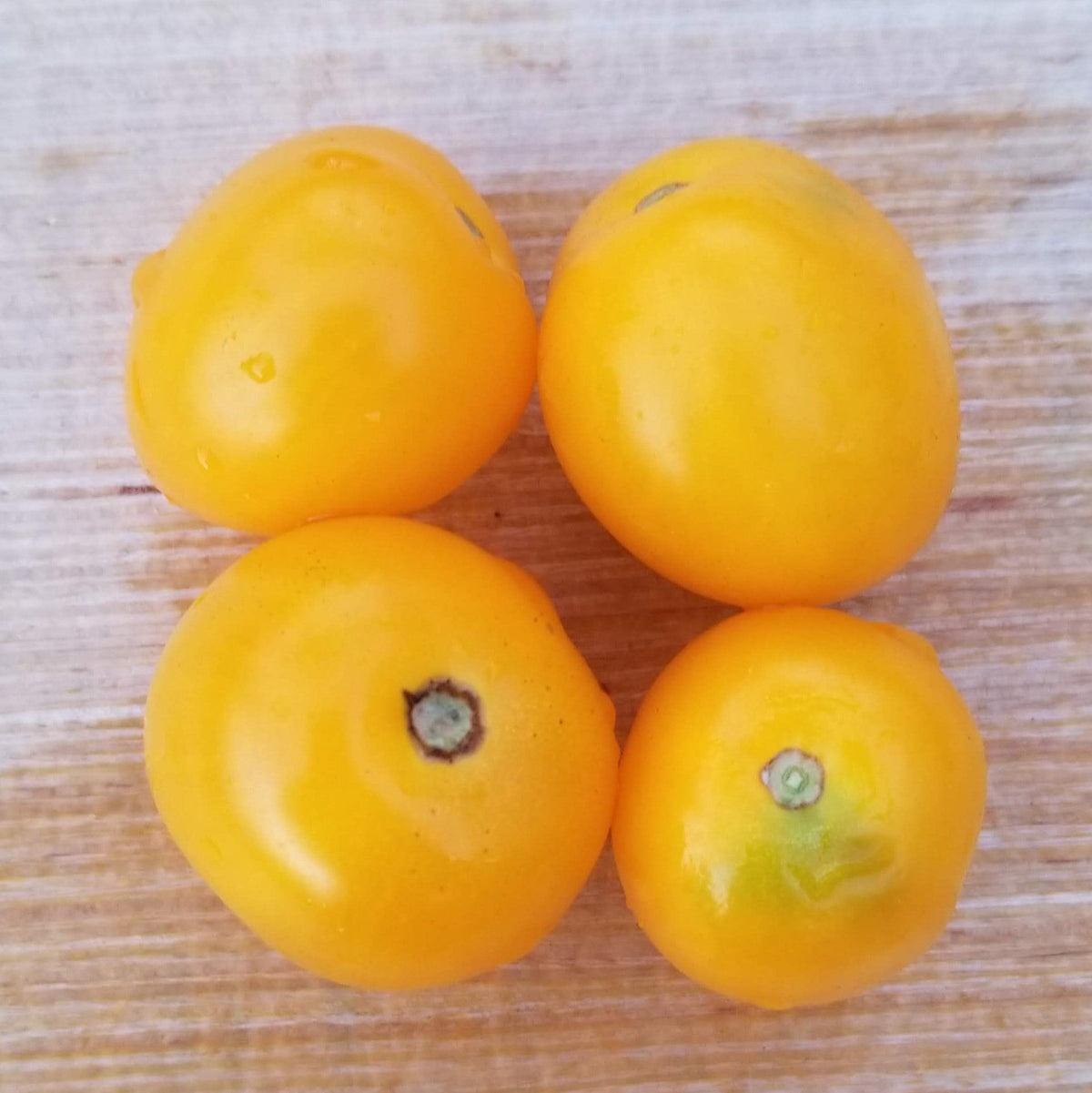 Organic 'Floragold Basket' Tomato