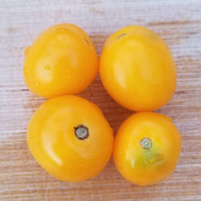 Organic 'Floragold Basket' Tomato