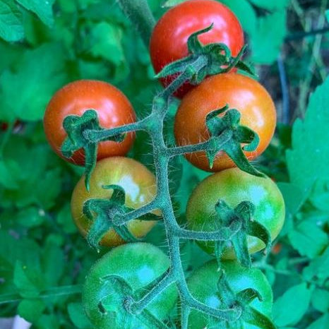 Organic 'Fox Cherry' Tomato