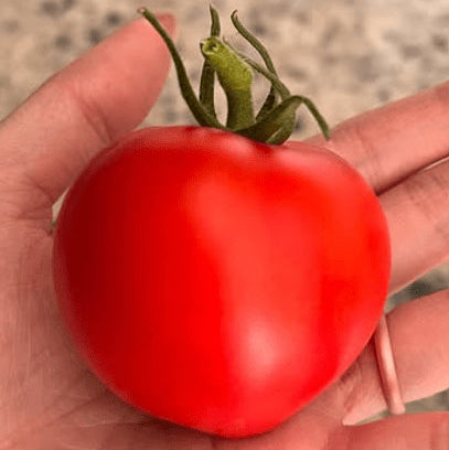 Tomate 'Frontenac' bio