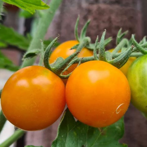 Tomate 'Gajo De Melon' bio