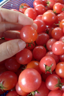 'Garden Pearl' Tomato