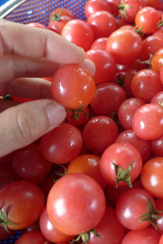Tomato 'Garden Pearl'